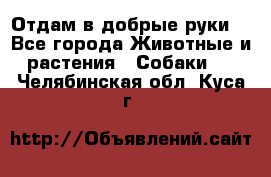 Отдам в добрые руки  - Все города Животные и растения » Собаки   . Челябинская обл.,Куса г.